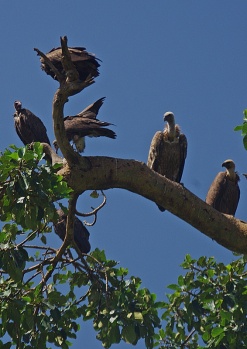 first vultures